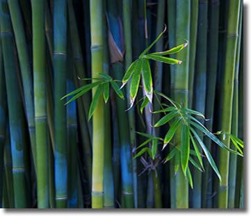 Bamboo is fully sustainable